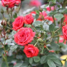 Birthday Wishes Patio Rose (Rosa Birthday Wishes) 3